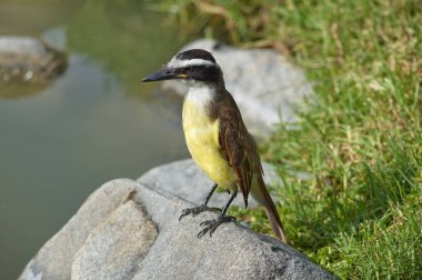 Büyük kiskadee (Pitangus sulphuratus)