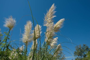 Costanera Sur Ekolojik Rezervi 'ndeki Pampas otları (Cortaderia selloana), Buenos Aires, Arjantin 