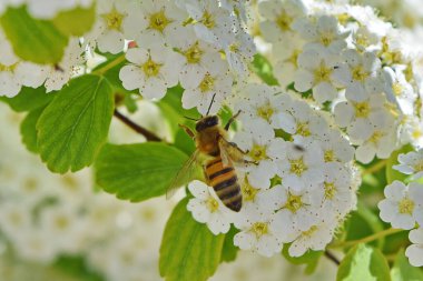 Meadowsweet çiçeklerindeki arılar 