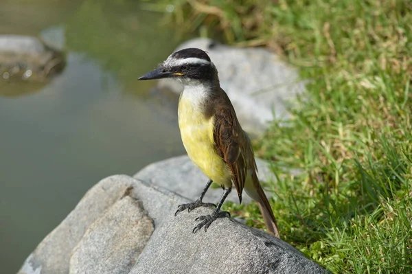 Grande Kiskadee Pitangus Sulphuratus — Fotografia de Stock