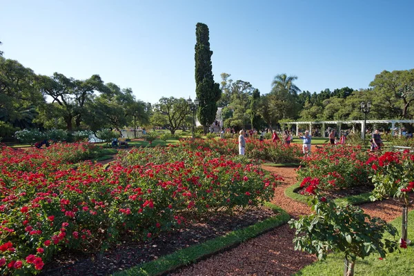 Буэнос Айрес Аргентина Марта 2019 Года Розовый Сад Палермо Парк — стоковое фото
