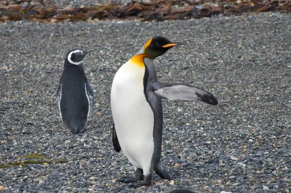 Pingouin Roi Pingouin Magellan Terre Feu Argentine — Photo