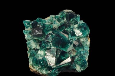 Floritin siyah arkaplanda izole edilmiş makro fotoğrafı 