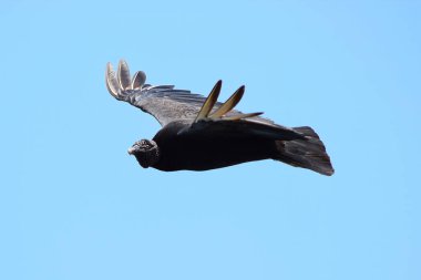 Uçan Kara Akbaba, Panama Şehri, Panama