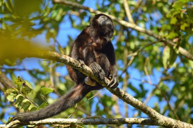 Mantolu uluyan maymun, Bocas del Toro, Panama