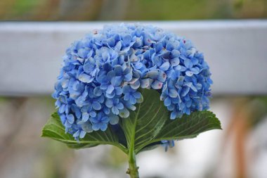 Hydrangea makrophylla (Hortensia), Boquete, Chiriqui, Panama