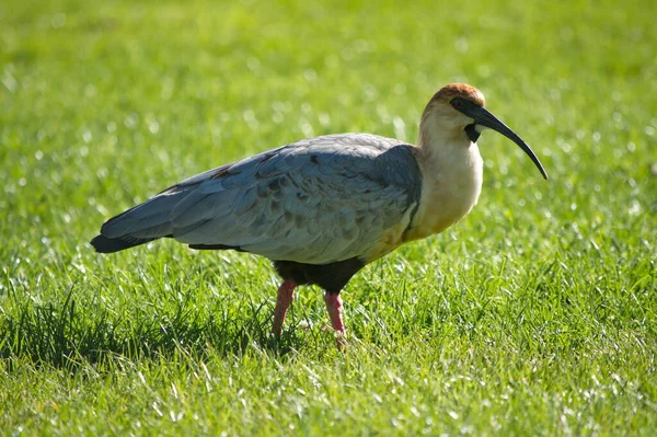 Ibis Cara Negra Calafate Argentina — Foto de Stock