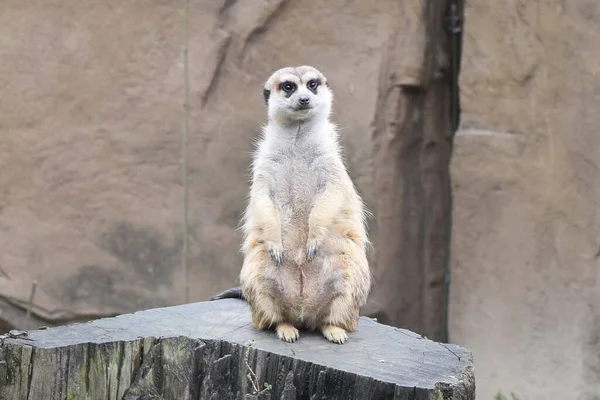 Foto Van Meerkat Stronk — Stockfoto