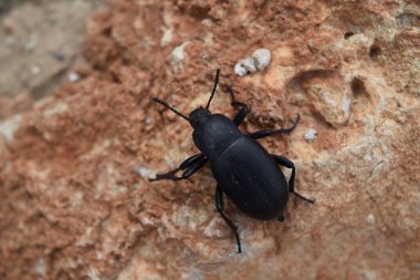 Taş üzerinde Galeruca tanaceti (yaprak böceği)