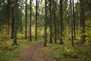 Çam ormanında bir patika
