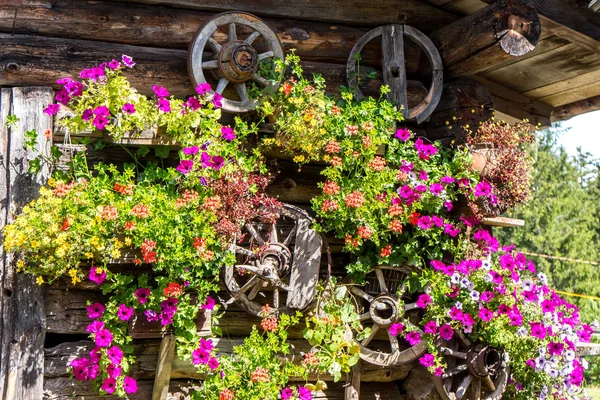 农场墙壁上的花和木制自行车 — 图库照片