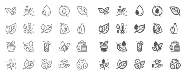Pflanzen Säumen Symbole Minzblatt Wachsende Pflanzen Und Feuchtigkeitsthermometer Symbole Flasche — Stockvektor