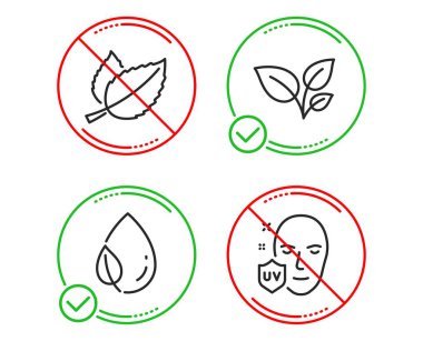 Yapraklar, Yaprak çiy ve Nane yaprakları simgeleri ayarlayın. Uv koruma işareti. Bitki, Su damla, Mentha bitkisel büyümek. Vektör