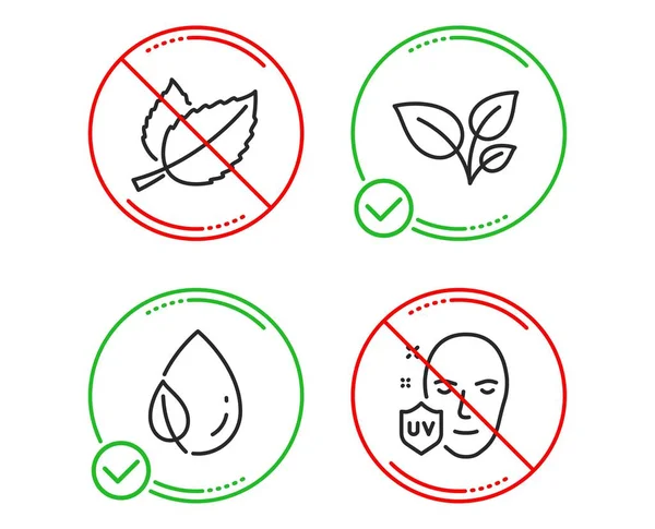 Yapraklar, Yaprak çiy ve Nane yaprakları simgeleri ayarlayın. Uv koruma işareti. Bitki, Su damla, Mentha bitkisel büyümek. Vektör