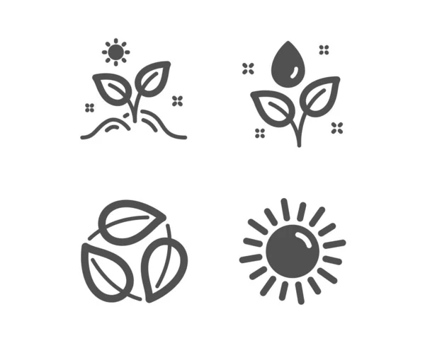 Hojas, Plantas de riego y Crecer iconos de plantas. Signo solar. Hoja natural, Gota de agua, Hojas. Verano. Vector — Archivo Imágenes Vectoriales