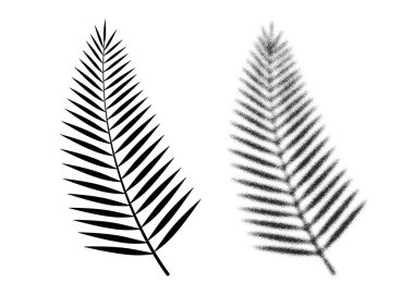 Palmiye yaprağı vektör simgesi. Tropikal yaprak. Plaj palmiye ağacı sembolü. Yaz bitkisi ikonu. Hindistan cevizi ağacı yaprağı ikonu. İzole tatil çiçek sembolü. Egzotik tropikal element. Nokta çalışması vektörü