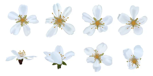 Цветы Белые Вишни Реалистичный Вектор — стоковый вектор