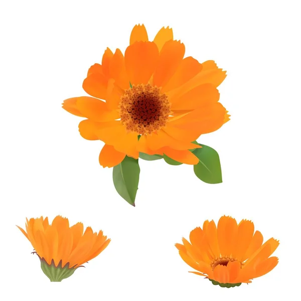 Calendula Fiore Foglie Isolate Fondo Bianco Eppie Vettori10 — Vettoriale Stock