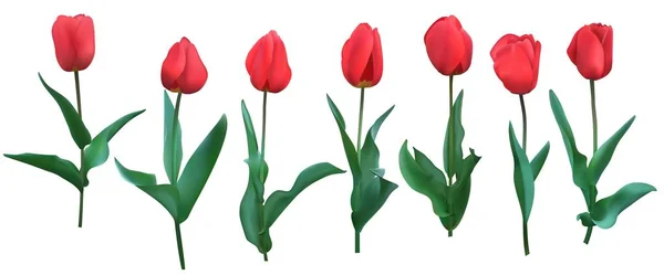 Tulipanes Tulipanes Rojos Realistas Con Hojas Conjunto Siete Aislado Sobre — Vector de stock