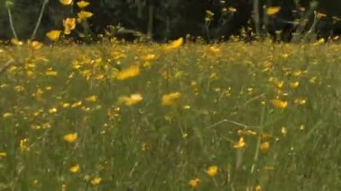 Buttercup çayır ile cıvıl cıvıl kuş