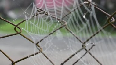 Video odak spiderweb
