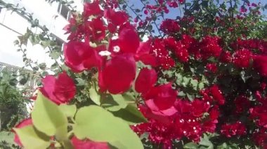 Pembe-kırmızı bougainvillea çiçek