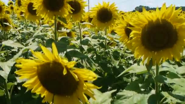 Campo Flores Ensolaradas Amarelas — Vídeo de Stock