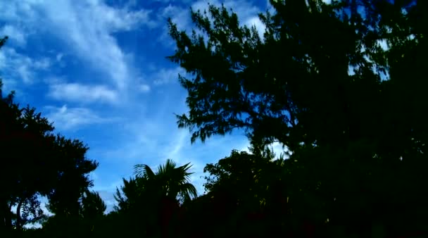 在棕榈树和天空的背光拍摄 — 图库视频影像