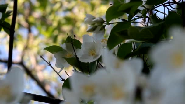 Belas Flores Brancas Dia Primavera Céu Azul Brilhante — Vídeo de Stock