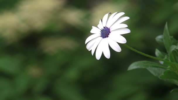 Krásný Bílý Květ Pěkný Tmavě Zeleným Pozadím — Stock video