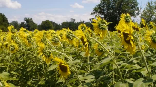 Bienen Bestäuben Blumen Einem Sonnenblumenfeld — Stockvideo