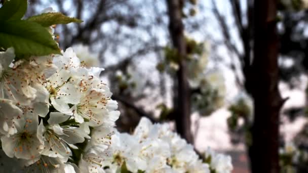 Árvore Cerejeira Branca Florescente — Vídeo de Stock