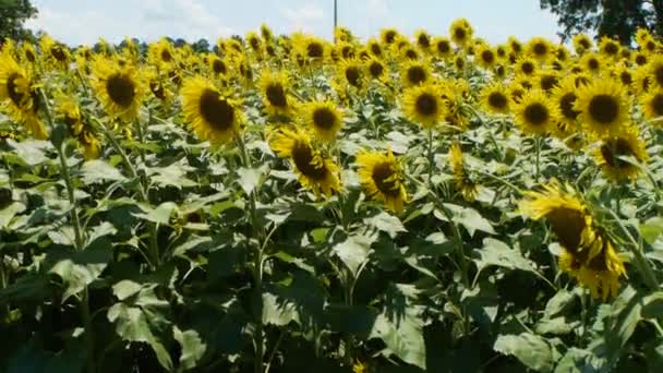 Bienen Einem Feld Von Sonnenblumen — Stockvideo