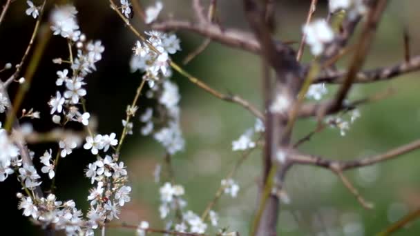 Vídeo Floração Cerejeira — Vídeo de Stock