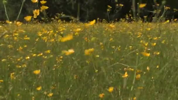 Smörblomma Äng Med Fågel Som Kvittrar — Stockvideo