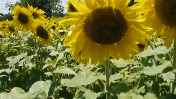 Close Wide Shot Glorious Sunflowers — Stock Video