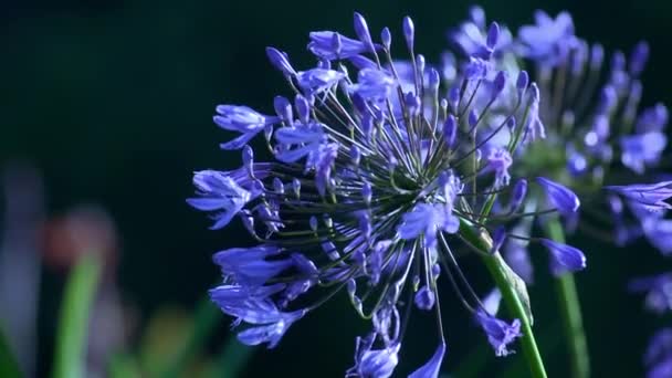 紫色花朵特写镜头 — 图库视频影像