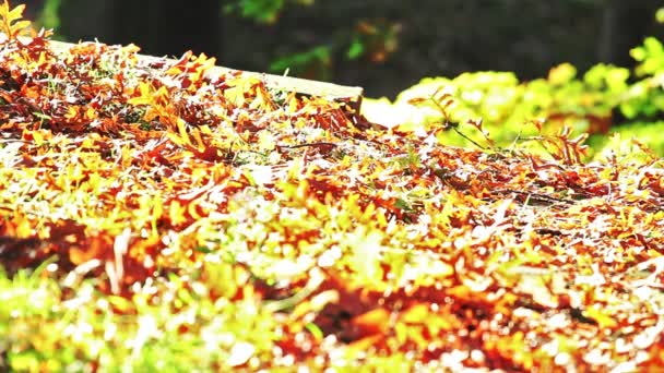 Colorful Changing Leaves Cover Ground Fall Pathway — Stock Video