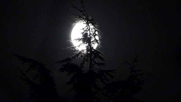 Full Moon Pine Tree — Stock Video