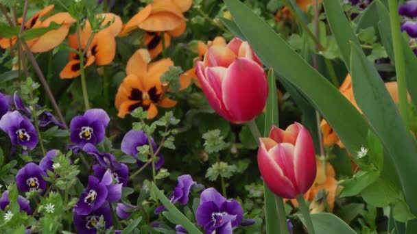 Tuin Met Paars Geel Tulp Bloemen — Stockvideo