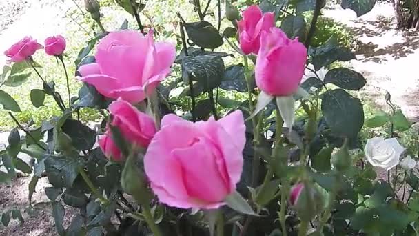 Grande Colpo Sacco Belle Rose Rosa Giardino Rose — Video Stock