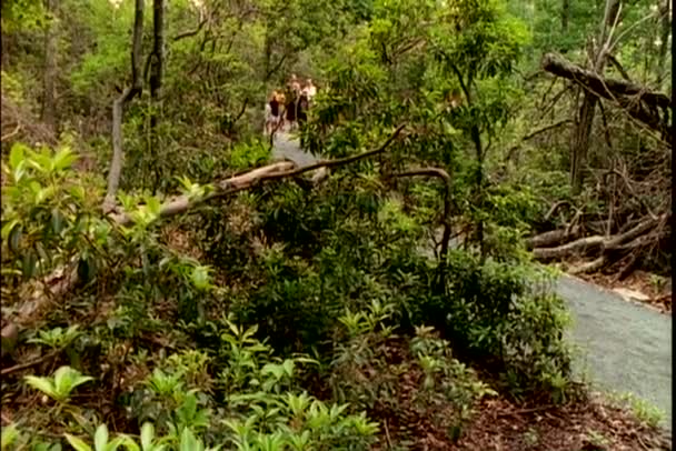 Група Туристів Ходять Лісі — стокове відео