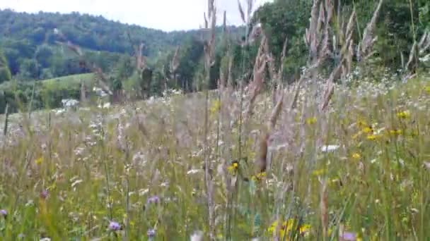 Hillside Äng Fylld Med Blommor — Stockvideo