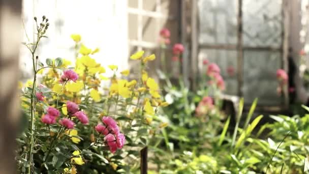 Кімнатні Квіти Купання Сонячному Світлі — стокове відео