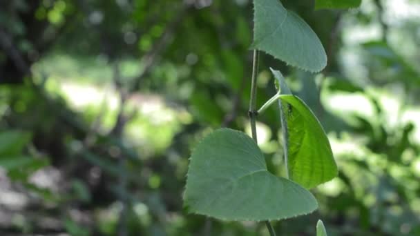 Video Ivy Plant Leaf — Stock Video