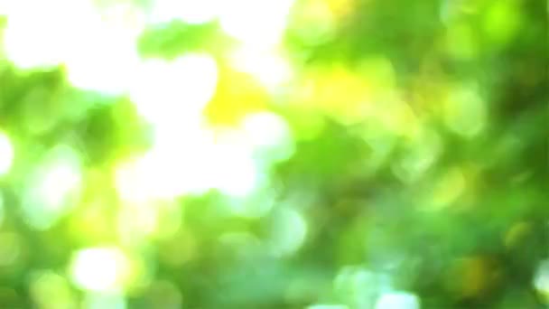 Hiking Beautiful Green Trees — Stock Video