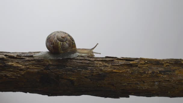 Video Del Timelapse Caracol Terrestre — Vídeo de stock