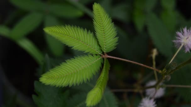 Mimosa Pudica Planta Somnolienta Con Mano — Vídeos de Stock