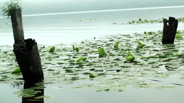 Logboeken Het Water — Stockvideo