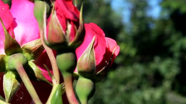 Відео Природних Червоних Троянд — стокове відео